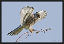 torenvalk_MG_5769 